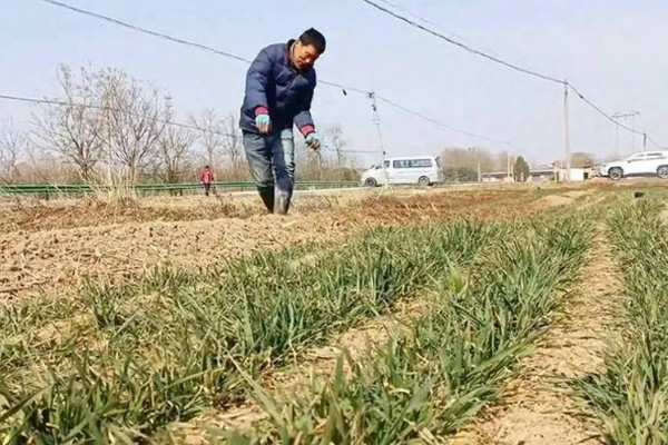 豫农416小麦的特征特性,全生育期为225天