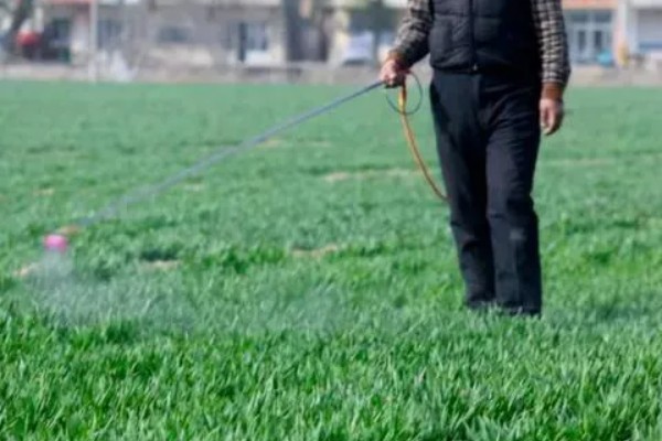 豫农416小麦的特征特性,全生育期为225天