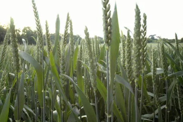 豫农416小麦的特征特性,全生育期为225天