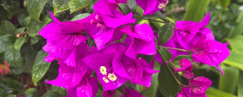 三角梅如何过冬，将其移到室内温暖向阳处