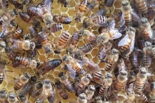 中蜂什么时候介新王，最佳时间是蜂群失王1-3天左右