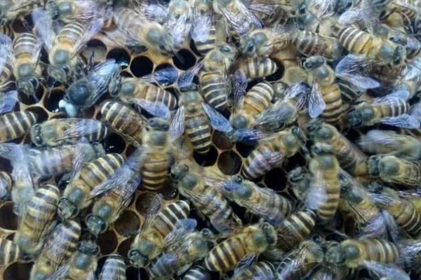 中蜂什么时候介新王，最佳时间是蜂群失王1-3天左右