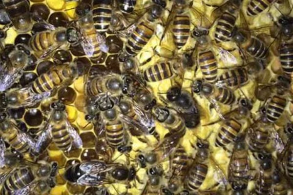 中蜂什么时候介新王，最佳时间是蜂群失王1-3天左右