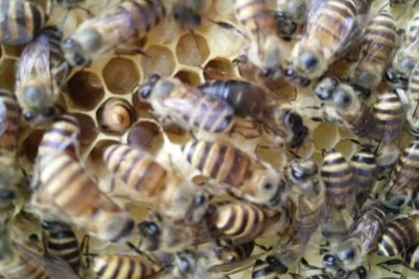 中蜂什么时候介新王，最佳时间是蜂群失王1-3天左右