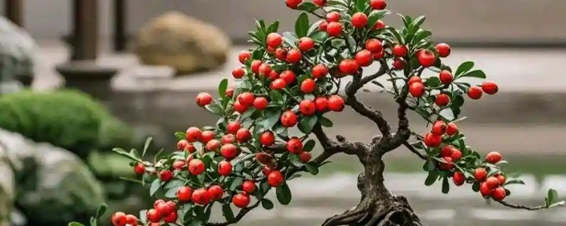 火棘的盆栽养殖方法,需要给予充足的光照