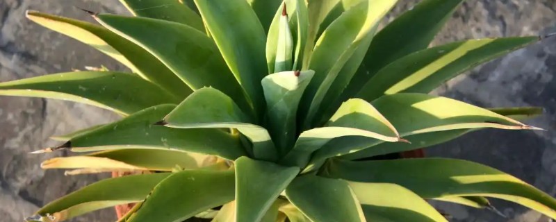 龙舌兰怎么浇水，生长期间保持土壤湿润