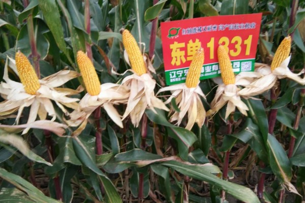 东单1331能抗锈病吗，一般抗锈病