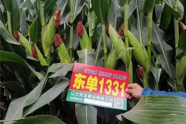 东单1331能抗锈病吗，一般抗锈病