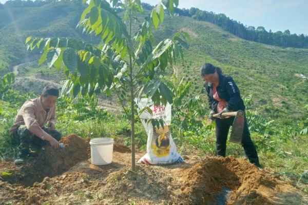 新栽的树苗多久可以上肥，种植后一般五个月后施肥