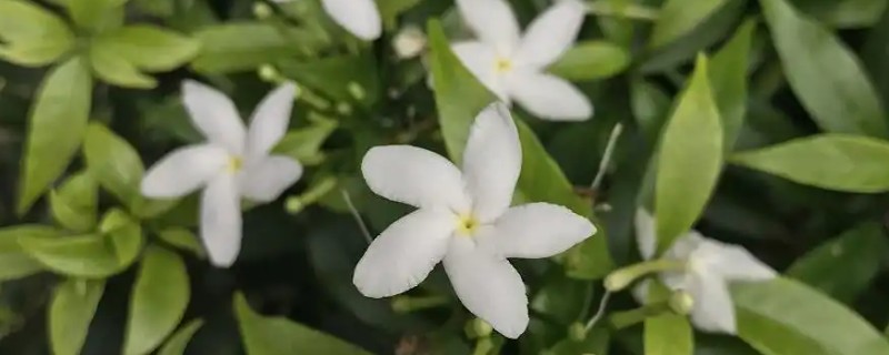 米兰花骨朵变黑的原因，可能是浇水过多所致