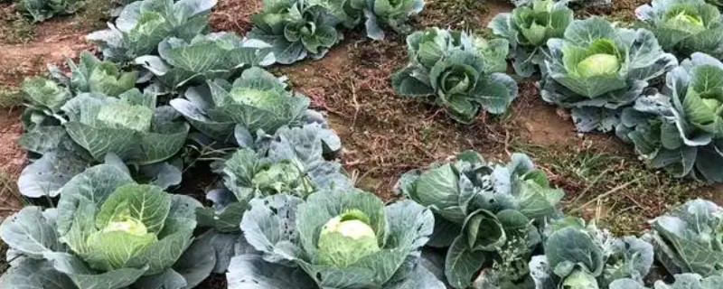 大白菜的种植方法，通常采用直播的方法种植