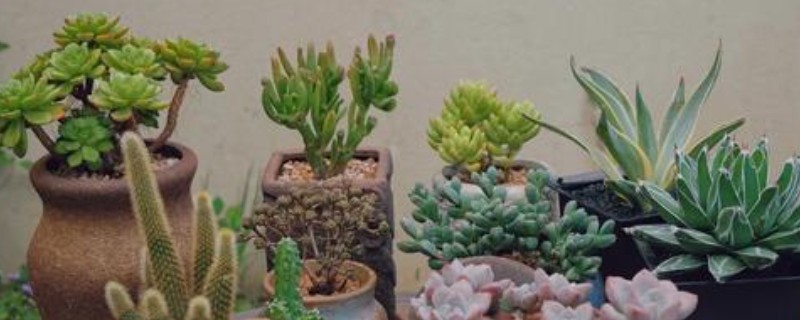 多肉的繁殖方法,可扦插、分株或播种繁殖