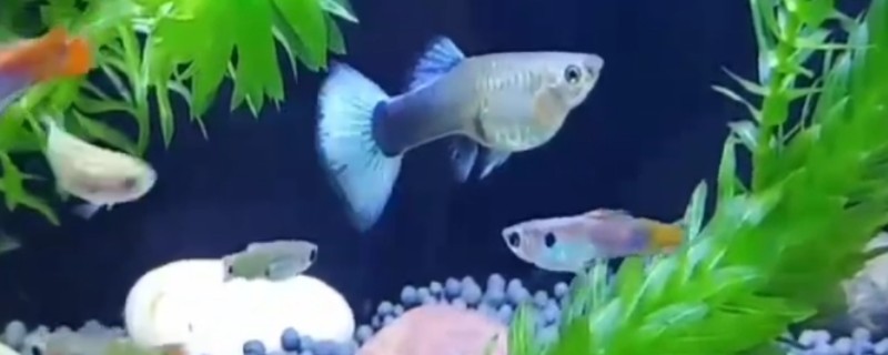 孔雀鱼繁殖的方式，它们是卵胎生的鱼