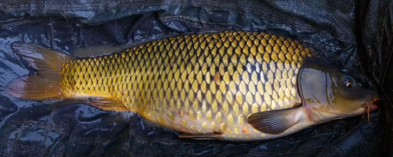 鲤鱼几月份开口，只要饵料使用的当一年四季都可以开口