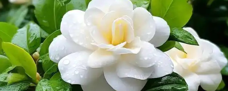 十月份能移栽栀子花吗，栀子花十月份能移栽