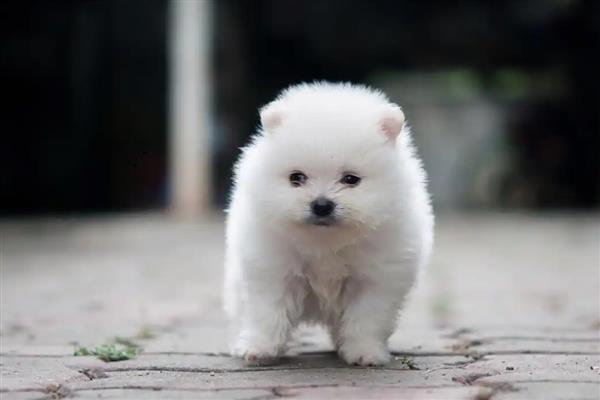 狗狗缺钙的表现，不同年龄阶段的表现不同