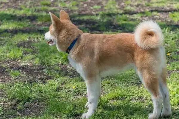 狗狗缺钙的表现，不同年龄阶段的表现不同