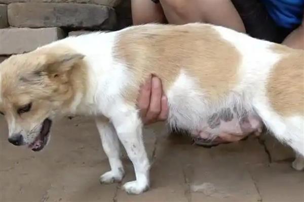 狗狗缺钙的表现，不同年龄阶段的表现不同