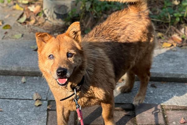狗狗缺钙的表现，不同年龄阶段的表现不同