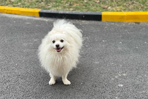 狗狗缺钙的表现，不同年龄阶段的表现不同