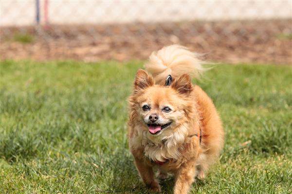 狗狗缺钙的表现，不同年龄阶段的表现不同