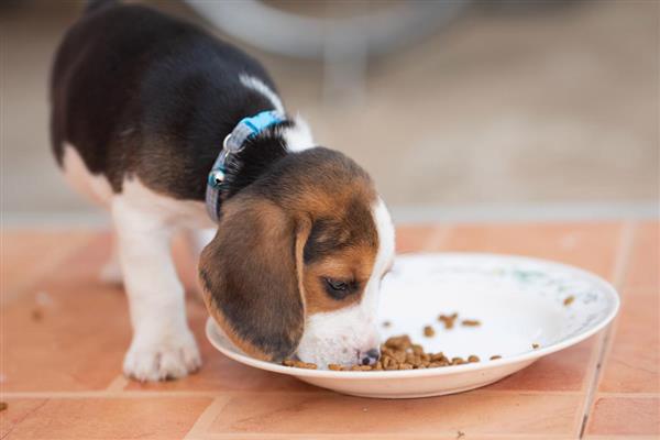 狗狗缺钙的表现，不同年龄阶段的表现不同