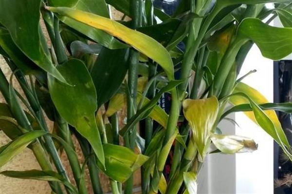 富贵竹叶子发黄的原因，可能是浇水过少所致