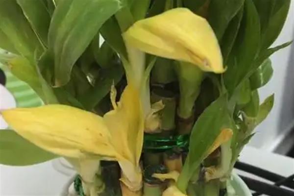 富贵竹叶子发黄的原因，可能是浇水过少所致