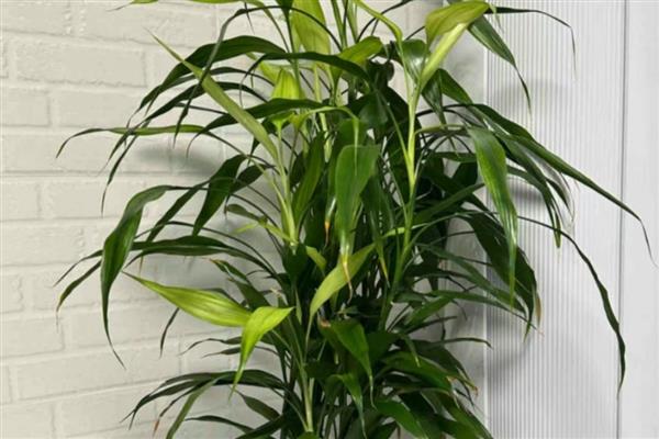 富贵竹叶子发黄的原因，可能是浇水过少所致