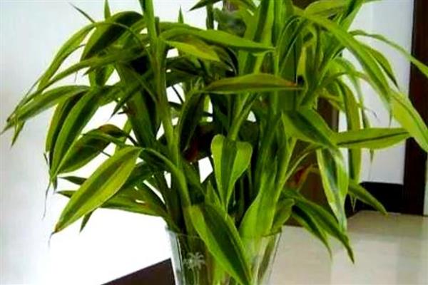 富贵竹叶子发黄的原因，可能是浇水过少所致
