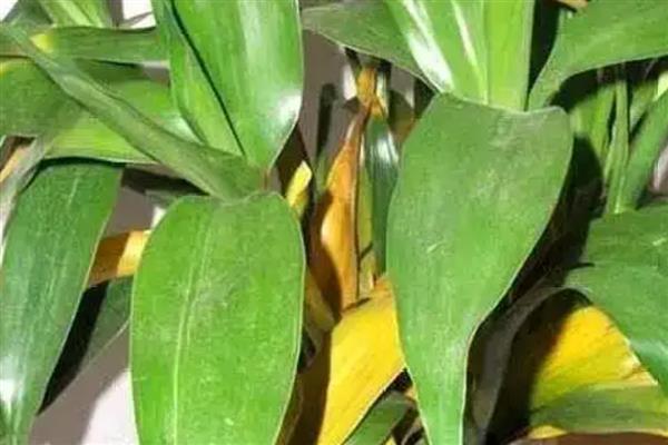 富贵竹叶子发黄的原因，可能是浇水过少所致