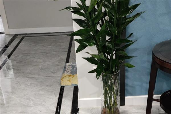 富贵竹叶子发黄的原因，可能是浇水过少所致