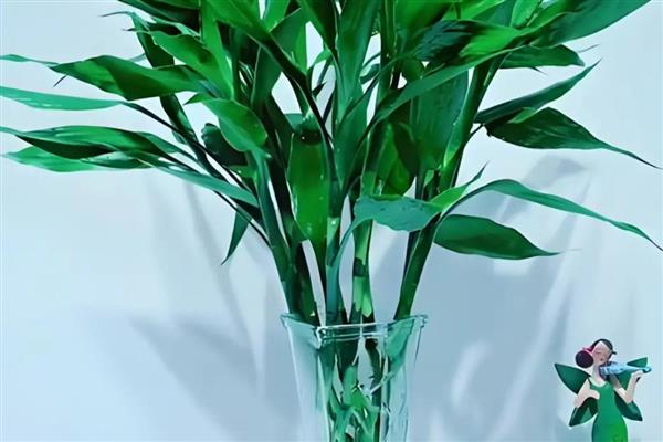 富贵竹叶子发黄的原因，可能是浇水过少所致