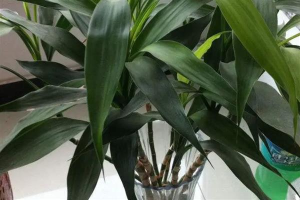富贵竹叶子发黄的原因，可能是浇水过少所致