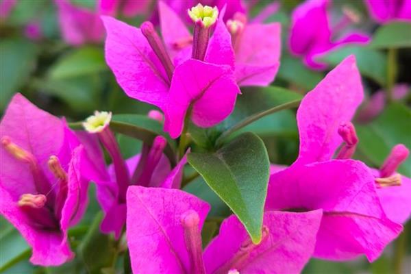 三角梅如何过冬,将其移到室内温暖向阳处