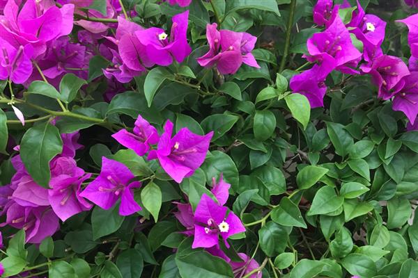 三角梅如何过冬,将其移到室内温暖向阳处