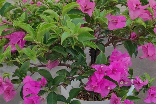 三角梅如何过冬,将其移到室内温暖向阳处