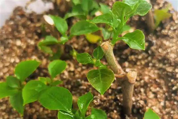 三角梅如何过冬,将其移到室内温暖向阳处