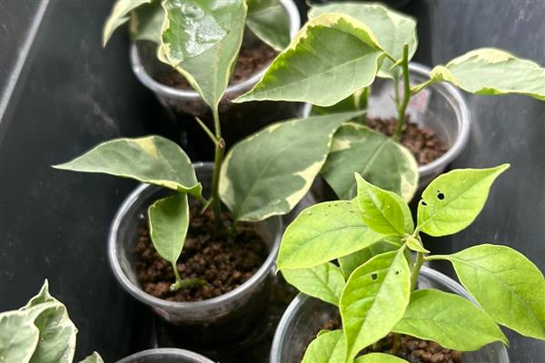 三角梅如何过冬,将其移到室内温暖向阳处