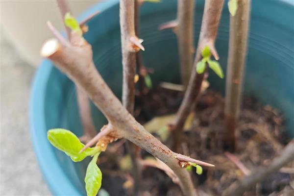 三角梅如何过冬,将其移到室内温暖向阳处