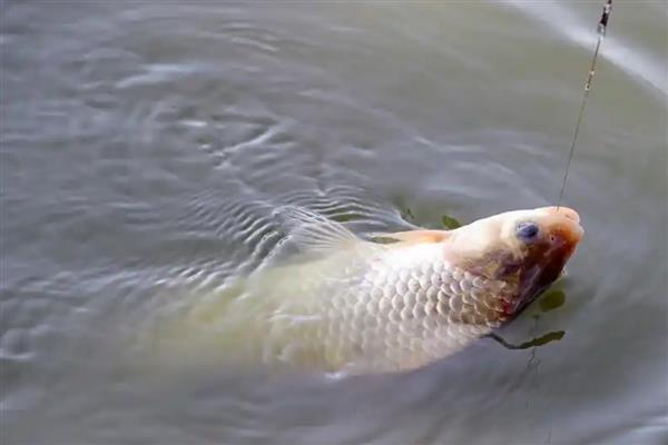 鲤鱼几月份开口，只要饵料使用的当一年四季都可以开口