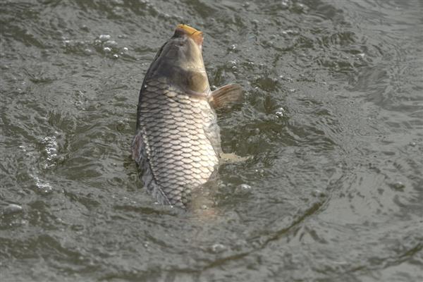 鲤鱼几月份开口，只要饵料使用的当一年四季都可以开口