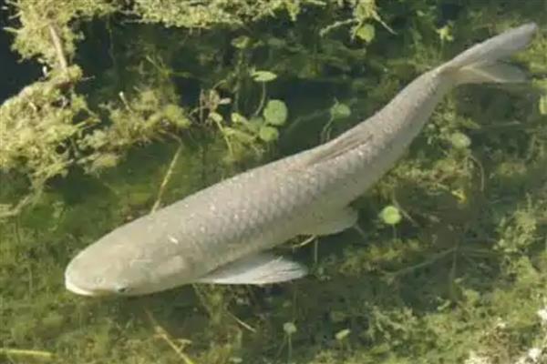 鲤鱼几月份开口，只要饵料使用的当一年四季都可以开口