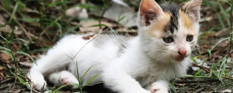 导致猫咪脱毛的原因，主要有以下五点