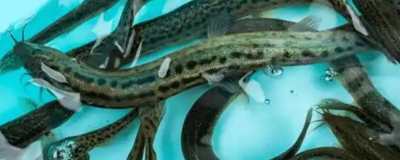 泥鳅的养殖环境，在放养前要先用生石灰清塘
