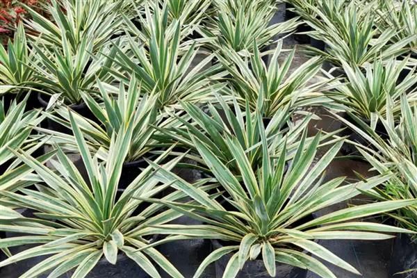 龙舌兰怎么浇水，生长期间保持土壤湿润