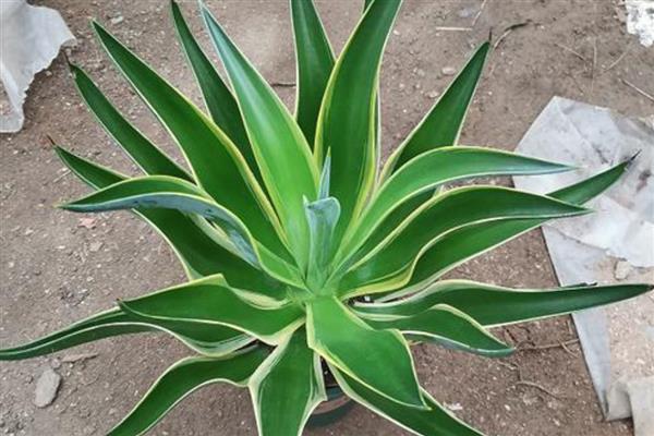 龙舌兰怎么浇水，生长期间保持土壤湿润