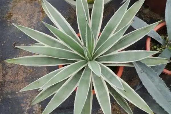 龙舌兰怎么浇水，生长期间保持土壤湿润