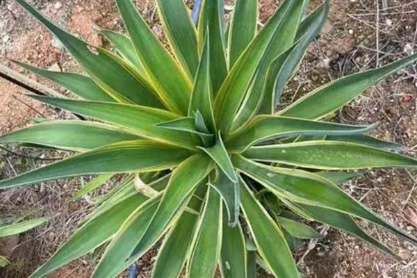 龙舌兰怎么浇水，生长期间保持土壤湿润