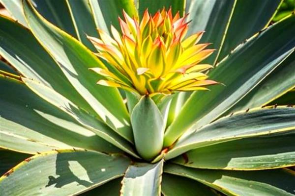 龙舌兰怎么浇水，生长期间保持土壤湿润